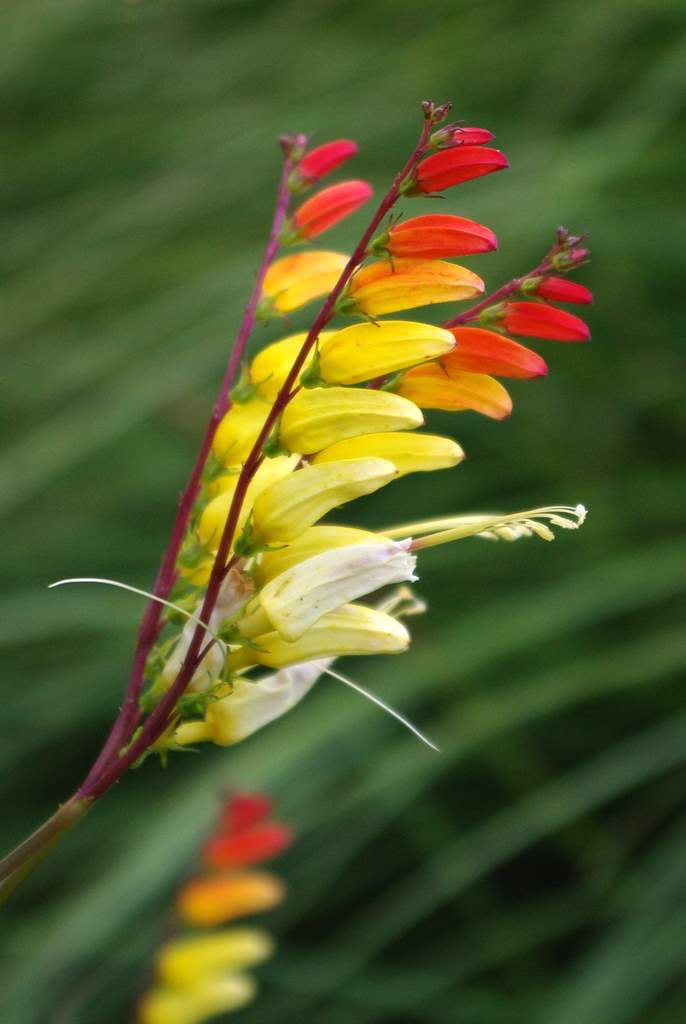 It s not work it s gardening spanish flag vine